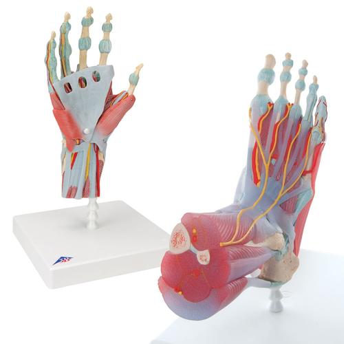 手和足解剖模型套装, 8000839, 腿和脚骨骼模型