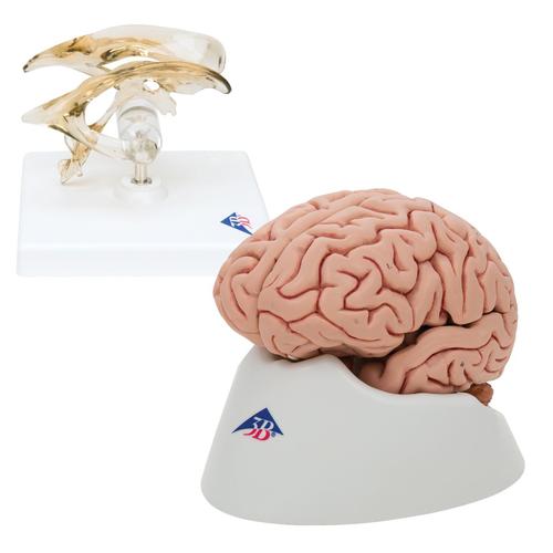 Anatomie Set Gehirnmodelle, 8000842, Anatomie Sets