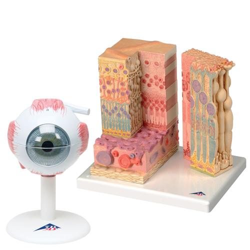 Anatomie Set Auge, 8000843, Anatomie Sets