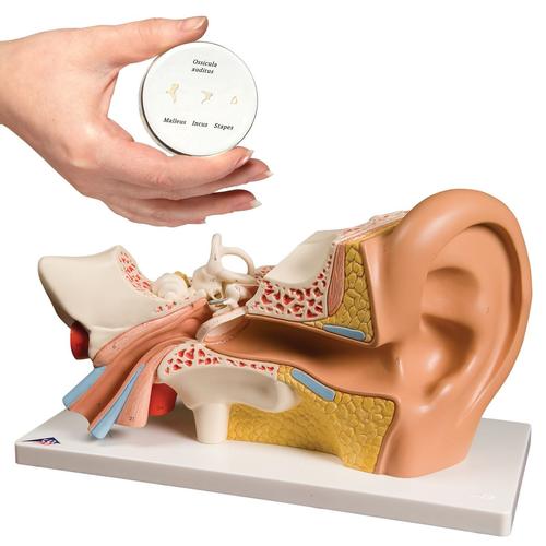 Conjuntos de Anatomia orelha, 8000844, Modelo de pescoço, nariz e orelhas