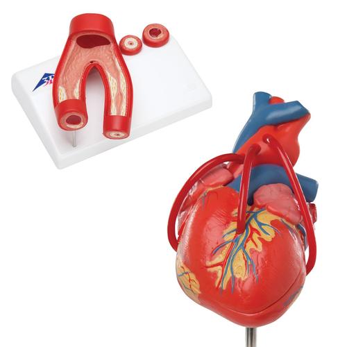 心脏解剖模型套装, 8000845, 心脏和循环系统模型