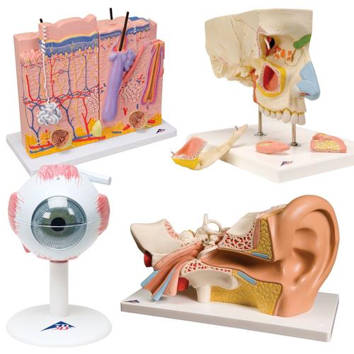 Anatomie Set Sinnesorgane, 8000847, Anatomie Sets