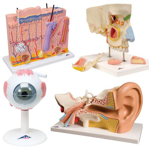 感觉器官解剖模型套装, 8000847, 耳鼻喉模型