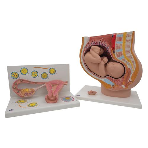 Anatomy Set Pregnancy, 8000848, Anatomy Sets