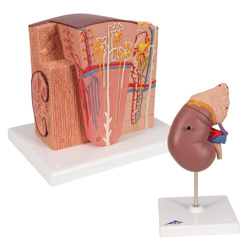 Kidney Set, 8000906, Anatómiai készletek