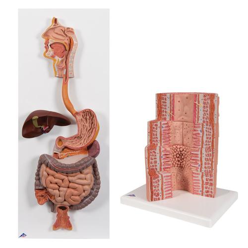 消化系统模型套装, 8000907, 解剖模型组合