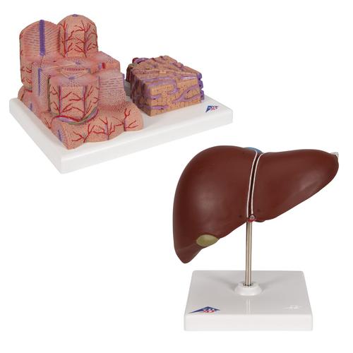 肝脏模型套装, 8000908, 解剖模型组合