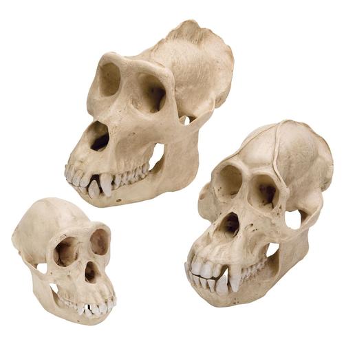 Primates Set, 8000909, Anatomy Sets