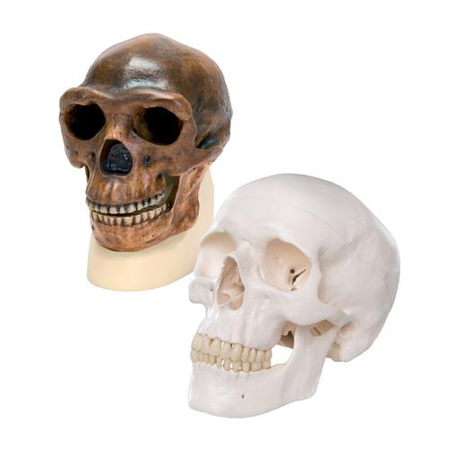 人类学颅骨模型比较, 8000910, 解剖模型组合