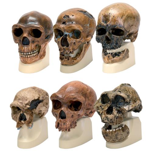 Anthropology Set, 8000911, Anatomy Sets