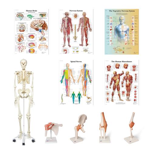 Ensemble d'anatomie Physio - clinique, 8001103, Ensembles d'anatomie