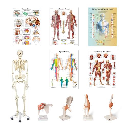 Grupos Anat&oacute;micos Fisio - Cl&iacute;nica, 8001104, Anatom&iacute;a Grupos
