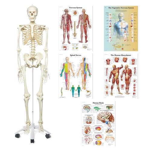 Grupos Anat&oacute;micos Fisio - Estudiantes, 8001109, Anatom&iacute;a Grupos
