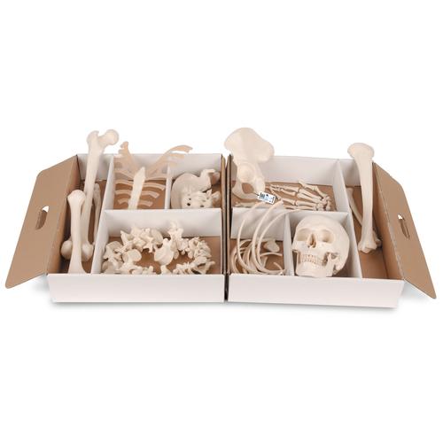 Hémi-squelette, désarticulé (démonté) - 3B Smart Anatomy, 1020156 [A04/1], Modèles de squelettes humains désarticulés