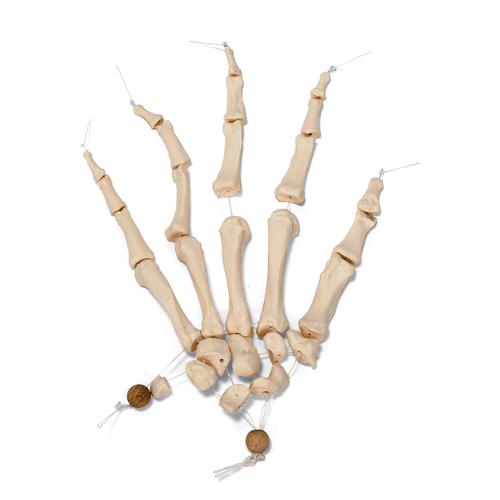 Unmontiertes halbes Skelett Modell, Knochen von Hand & Fu&szlig; auf Nylon, lebensgro&szlig;, 1020156 [A04/1], Unmontierte Skelette