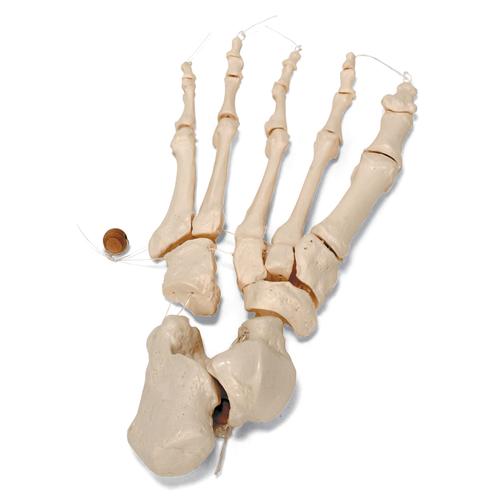 Unmontiertes halbes Skelett Modell, Knochen von Hand & Fu&szlig; auf Nylon, lebensgro&szlig;, 1020156 [A04/1], Unmontierte Skelette