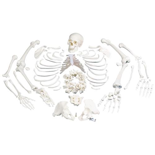 Scheletro, non montato, completo di cranio in 3 parti - 3B Smart Anatomy, 1020157 [A05/1], Modelli di scheletro smontabili