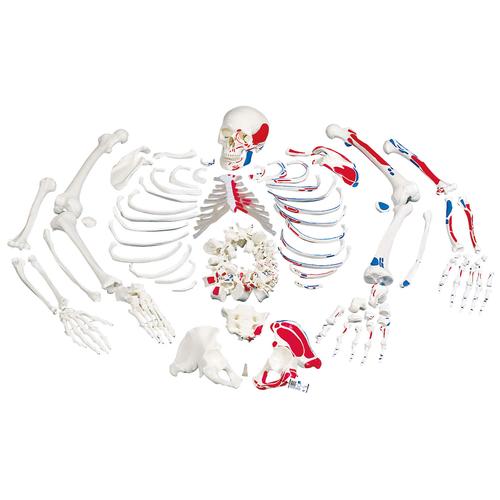 Ízületek mentén szétszedett, festett, egész csontváz, 1020158 [A05/2], Szétszedhető csontváz modellek
