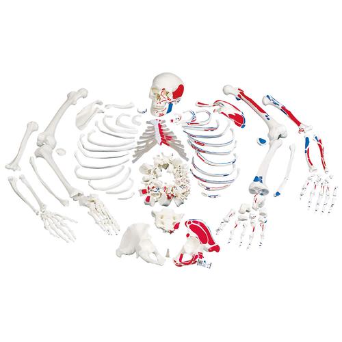 Unmontiertes Skelett Modell mit Muskeldarstellung, Knochen von Hand & Fu&szlig; auf Draht, lebensgro&szlig;, 1020158 [A05/2], Unmontierte Skelette