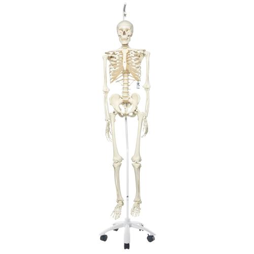 Esqueleto Stan A10/1 colgado sobre soporte con 5 ruedas. - 3B Smart Anatomy, 1020172 [A10/1], Modelos de Esqueletos - Tamaño real