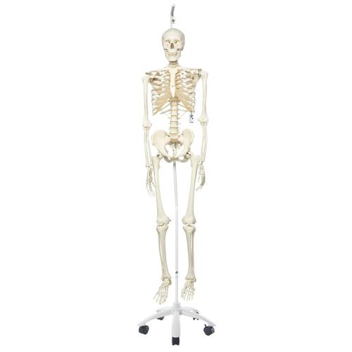 Menschliches Skelett Modell "Stan", lebensgro&szlig;, an Metallh&auml;ngestativ mit Rollen, 1020172 [A10/1], Skelette lebensgro&szlig;