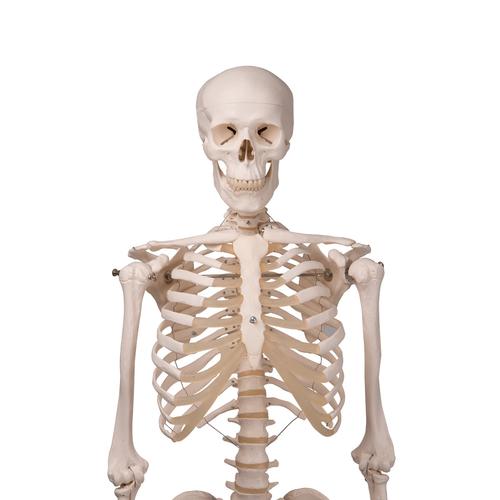 Menschliches Skelett Modell "Stan", lebensgro&szlig;, an Metallh&auml;ngestativ mit Rollen, 1020172 [A10/1], Skelette lebensgro&szlig;
