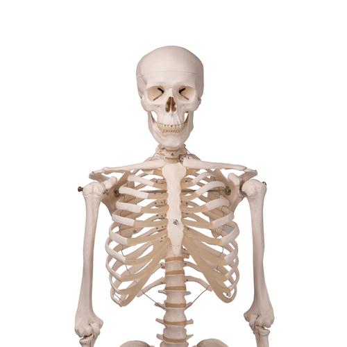 전신골격모형 “Stan"
Skeleton Stan A10/1 on metal hanging stand with 5 casters, 1020172 [A10/1], 실물 크기 골격 모형