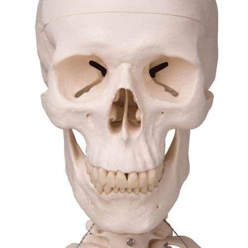 Menschliches Skelett Modell "Stan", lebensgro&szlig;, an Metallh&auml;ngestativ mit Rollen, 1020172 [A10/1], Skelette lebensgro&szlig;