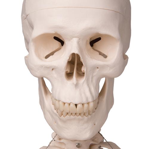 "Stan" A10/1 csontváz, 5-ágú fém függeszthető állvánnyal, 1020172 [A10/1], Életnagyságú csontváz modellek