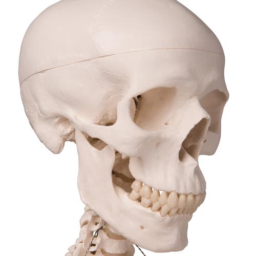 Menschliches Skelett Modell "Stan", lebensgro&szlig;, an Metallh&auml;ngestativ mit Rollen, 1020172 [A10/1], Skelette lebensgro&szlig;