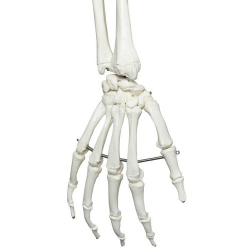 5 tekerlekli metal askılı ayak üzerinde İskelet Stan A10/1 - 3B Smart Anatomy, 1020172 [A10/1], Iskelet Modelleri - Gerçek Boy