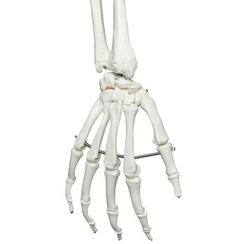 Menschliches Skelett Modell "Stan", lebensgro&szlig;, an Metallh&auml;ngestativ mit Rollen, 1020172 [A10/1], Skelette lebensgro&szlig;
