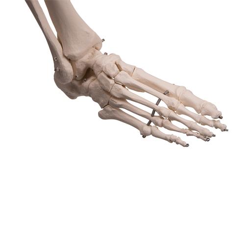 Squelette Stan A10/1 sur pied d'accrochage métallique avec 5 roulettes - 3B Smart Anatomy, 1020172 [A10/1], Modèles de squelettes humains taille réelle