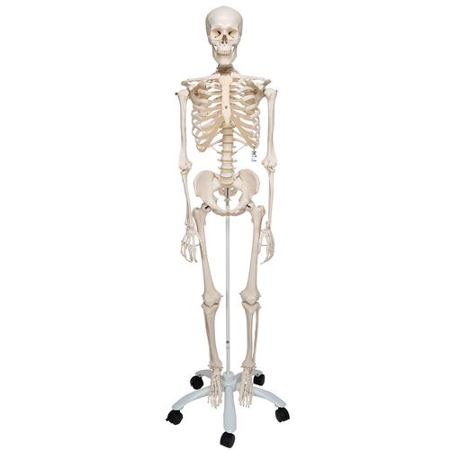 Esqueleto Stan A10, sobre apoio de 5 pés de rodinha, 1020171 [A10], Modelo de esqueleto - tamanho natural
