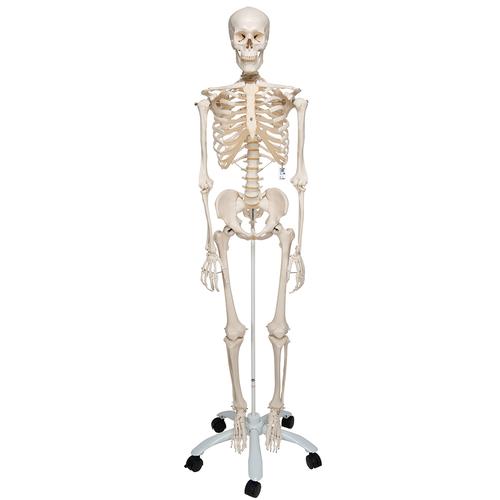 Menschliches Skelett Modell "Stan", lebensgro&szlig;, auf Metallstativ mit Rollen, 1020171 [A10], Skelette lebensgro&szlig;