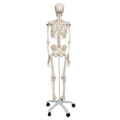 Standart iskelet Stan A10, 5 tekerlekli metal stand üzerinde - 3B Smart Anatomy, 1020171 [A10], Iskelet Modelleri - Gerçek Boy