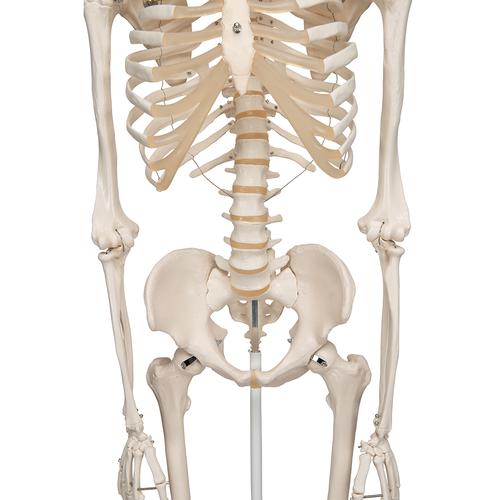 "Stan" A10 csontváz, 5-ágú fém állvánnyal - 3B Smart Anatomy, 1020171 [A10], Életnagyságú csontváz modellek