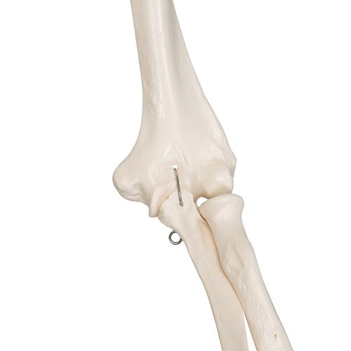 Menschliches Skelett Modell "Stan", lebensgroß, auf Metallstativ mit Rollen - 3B Smart Anatomy, 1020171 [A10], Skelette lebensgroß