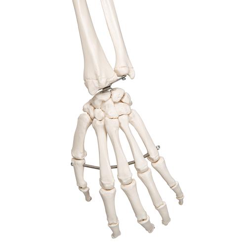 Menschliches Skelett Modell "Stan", lebensgro&szlig;, auf Metallstativ mit Rollen, 1020171 [A10], Skelette lebensgro&szlig;