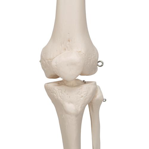 전신골격모형 Human Skeleton Model Stan - 3B Smart Anatomy, 1020171 [A10], 실물 크기 골격 모형