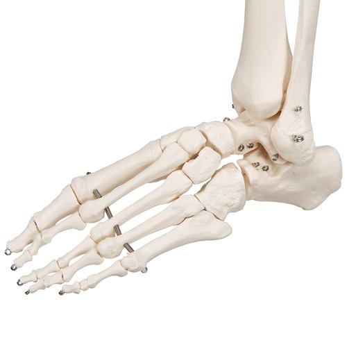 Модель скелета «Stan», на 5-рожковой роликовой стойке - 3B Smart Anatomy, 1020171 [A10], Модели скелета человека