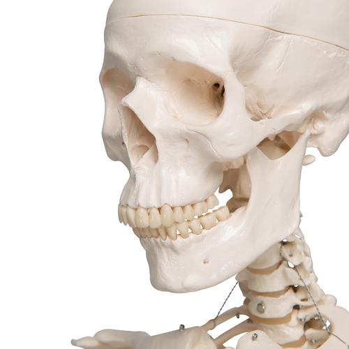 Menschliches Skelett Modell "Stan", lebensgro&szlig;, auf Metallstativ mit Rollen, 1020171 [A10], Skelette lebensgro&szlig;