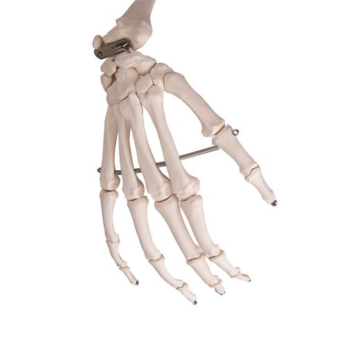 "Stan" A10 csontváz, 5-ágú fém állvánnyal - 3B Smart Anatomy, 1020171 [A10], Életnagyságú csontváz modellek