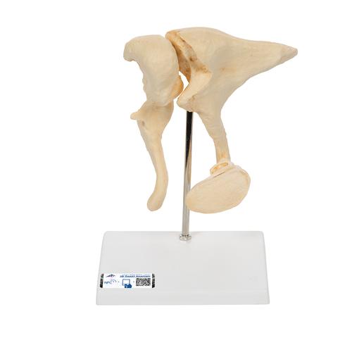 Набор слуховых косточек, 20-кратное увеличение, материал BONElike - 3B Smart Anatomy, 1009697 [A100], Модели отдельных костей