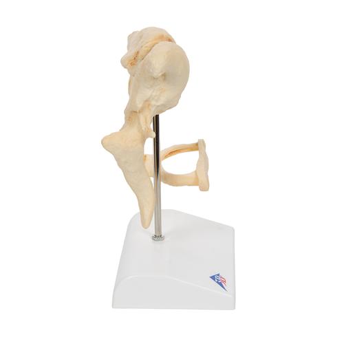Gehörknöchelchen Modell, 20-fache Vergrößerung von Hammer, Amboss und Steigbügel, BONElike - 3B Smart Anatomy, 1009697 [A100], Einzelne Knochenmodelle