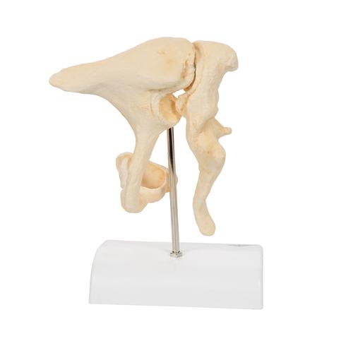 BONElike听小骨模型，实物20倍 - 3B Smart Anatomy, 1009697 [A100], 独立的骨模型