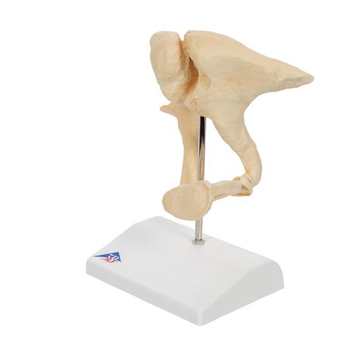 Gehörknöchelchen Modell, 20-fache Vergrößerung von Hammer, Amboss und Steigbügel, BONElike - 3B Smart Anatomy, 1009697 [A100], Einzelne Knochenmodelle