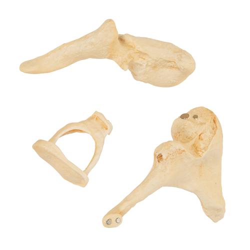 BONElike听小骨模型，实物20倍 - 3B Smart Anatomy, 1009697 [A100], 耳鼻喉模型