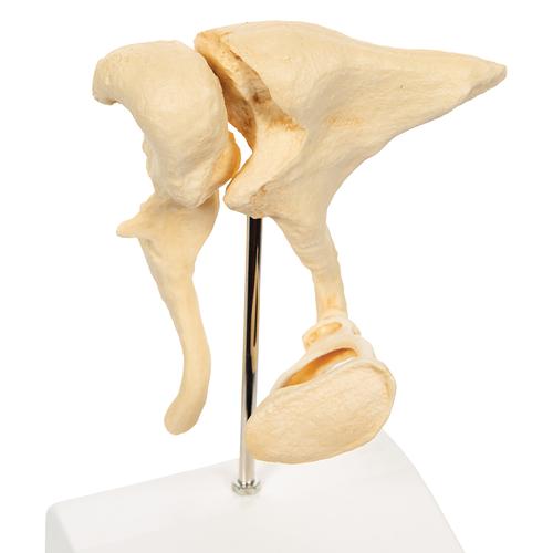 Набор слуховых косточек, 20-кратное увеличение, материал BONElike - 3B Smart Anatomy, 1009697 [A100], Модели уха, горла, носа