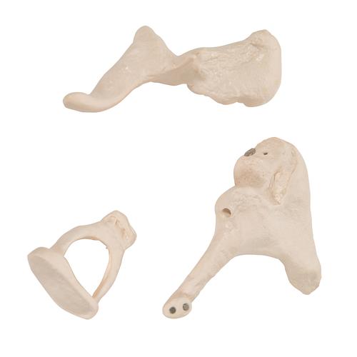Ossicini dell'orecchio – Ingrandimento con fattore 20 - 3B Smart Anatomy, 1012786 [A101], Modelli singoli di ossa